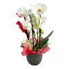 Coupe d'orchidées préparées dans une base en céramique avec des accessoires décoratifs